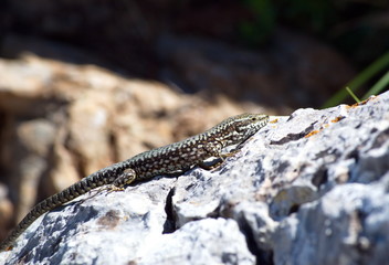 lizard on a rock