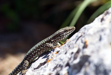 Naklejka premium lizard on rock