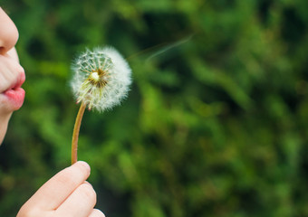 a small child blows away a fluffy dandelion. Dandelion close-up