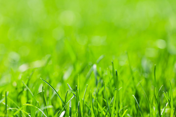 Green grass background