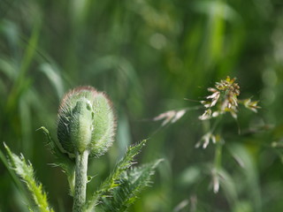 Mohnblume mit geschlossener Bl&uuml;te. Knospe eines Klatschmohn