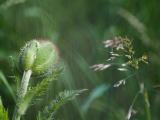 Mohnblume mit geschlossener Bl&uuml;te. Knospe eines Klatschmohn