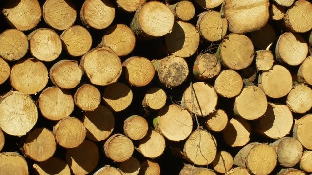 Wood large piles of cut tree trunks, round logs. Spruce forests infested and attacked by European spruce bark beetle pest Ips typographus, clear cut calamity caused by bark beetle due global warming