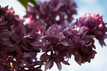 Branch of blossoming lilac