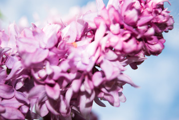 Obraz premium Branch of blossoming lilac