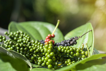  Close-up of fresh green pepper,ripe,black and leaf on wood floor.