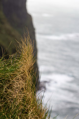 Grass atop cliffs of Moher