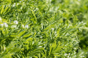 Close-up of a lentil plant with white flowers