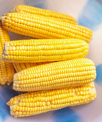 raw corn - Northeast of Brazil - Piauí
