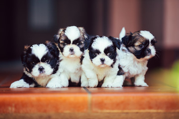 Cuccioli di Shih-tzu