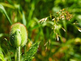 Mohnblume mit geschlossener Bl&uuml;te. Knospe eines Klatschmohn