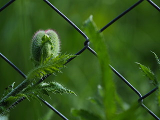 Mohnblume durch Gartenzaun wachsend. Knospe Mohn