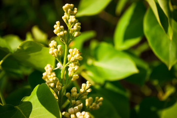 Branch of blossoming lilac