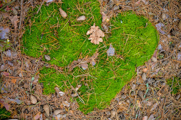 Background of the grass, bumps and moss
