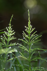 horsetail in dew sunny May morning, colorful green spring background with highlights