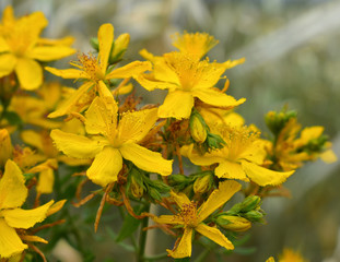 St. John Wort flower