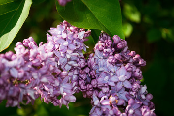 Fototapeta na wymiar Branch of blossoming lilac