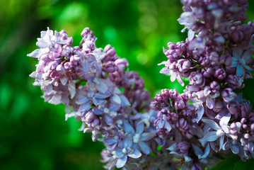 Branch of blossoming lilac