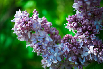 Branch of blossoming lilac