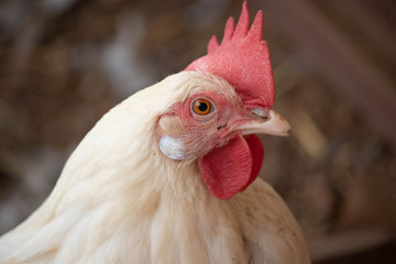  portrait of a hen