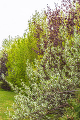 backyard garden with various decorative trees and shrubs - in the foreground russian olive, the fruit is silvery and drupe-like; the foliage is very silvery, the leaves narrowly elliptic.