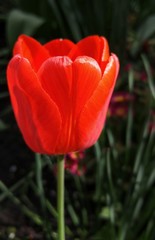 Red tulip in sunlight close-up