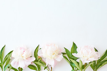 Flat lay pattern with light pink peonies on a white background