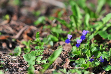 Naklejka na ściany i meble Common dog-violet, Viola riviniana, native to Eurasia and Africa, Poland