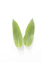 Eucalyptus leaves