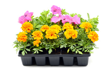 Tagetes and petunia flower tray box on white isolated background