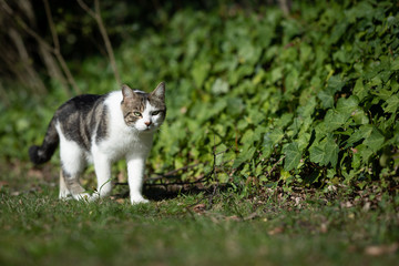 Naklejka na ściany i meble tabby white domestic shorthair cat on the move in the garden looking at camera on a sunny day