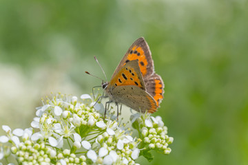 brown butterfly sitting on wild white flower in green grass