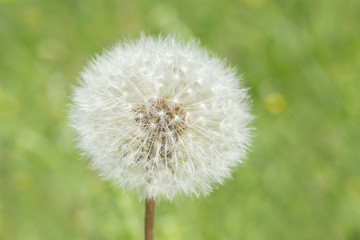 close up of fluffy blowball head in green grass