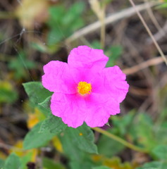 Cistus Albidus Flower