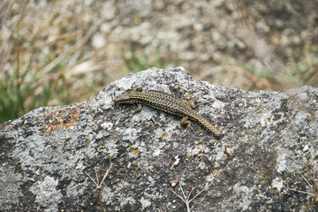 Lézard vert avec la queue coupée .