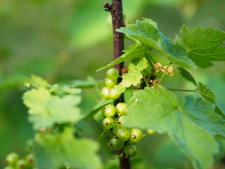 Unreife gr&uuml;ne Johannisbeeren und Feuerwanze auf dem Strauch mit Bl&auml;ttern.