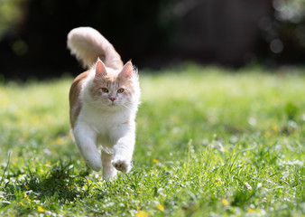 Naklejka na ściany i meble fawn cream colored maine coon cat running towards camera looking at it in the sunlight in the back yard
