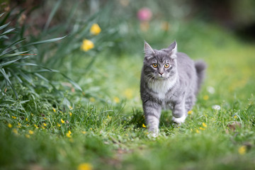 blue tabby maine coon cat on the move in the back yard looking at camera surrounded by yellow...