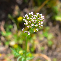 Verbena flower