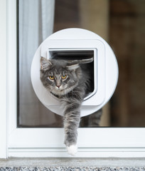 blue tabby maine coon cat passing through cat flap in window outdoors looking at camera