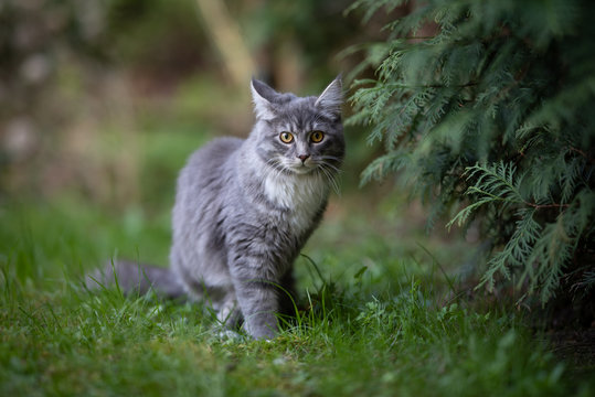 blue tabby maine coon cat next to conifer tree in the back yard