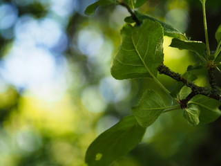 Bl&auml;tter eines Baumes.