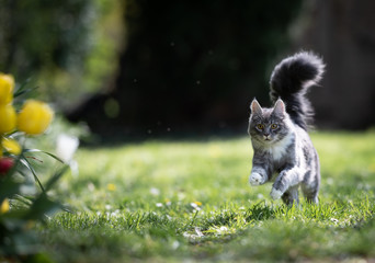 blue tabby maine coon cat running over the lawn in the back yard next to some blossoming flowers in...