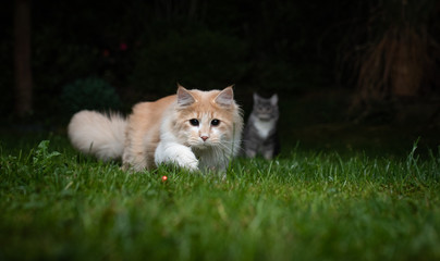 fawn cream colored maine coon cat hunting a red laser pointer dot in the back yard on the lawn at...