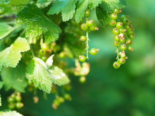 Unreife gr&uuml;ne Johannisbeeren auf dem Strauch mit Bl&auml;ttern.