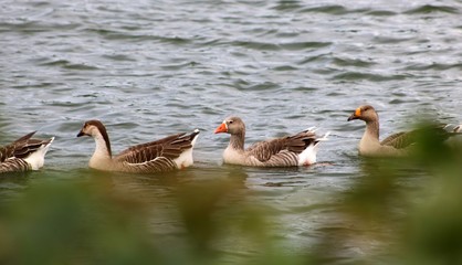 Gooses swimmng