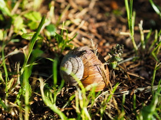 Fliege auf einem Schneckenhaus. Weinbergschnecke auf Erde mit Gras.