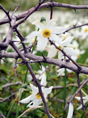 white flowers of a tree in spring