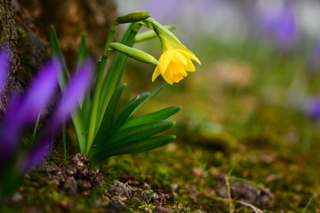 Narzisse Waldboden Krokusse Blumen Blüte blessed nature magic forest tree bokeh offenblende makro...
