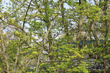 Bird on tree in spring